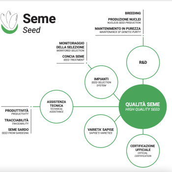 Infografica Seme